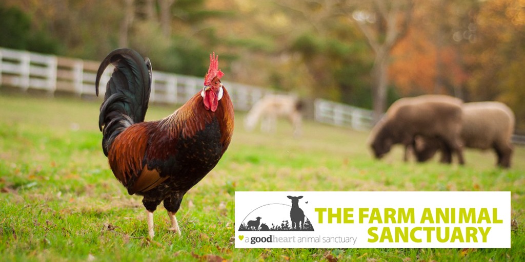 help-build-a-farm-animal-sanctuary-we-need-you-a-charities