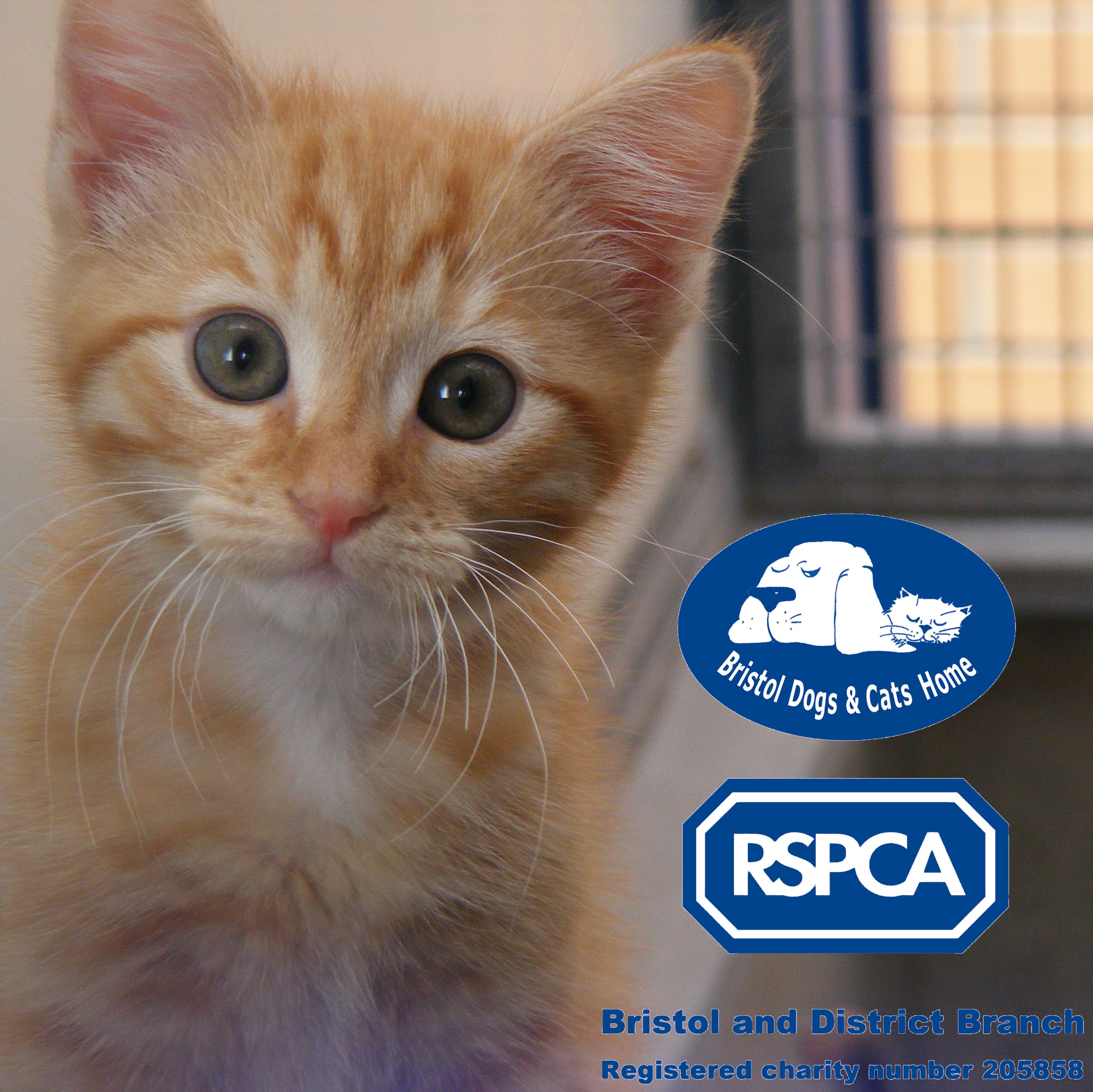 RSPCA Bristol On Working With Give As You Live Give As You Live Blog