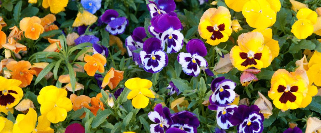 edible flowers - pansies