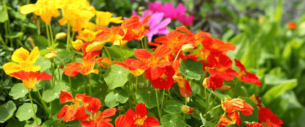 edible flowers - nasturtiums