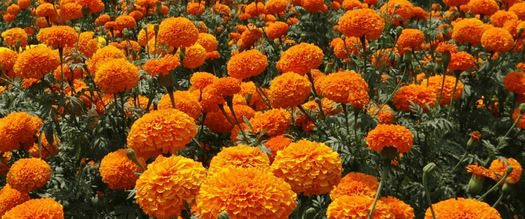 edible flowers - marigold