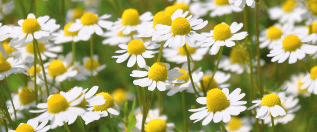 edible flowers - chamomile