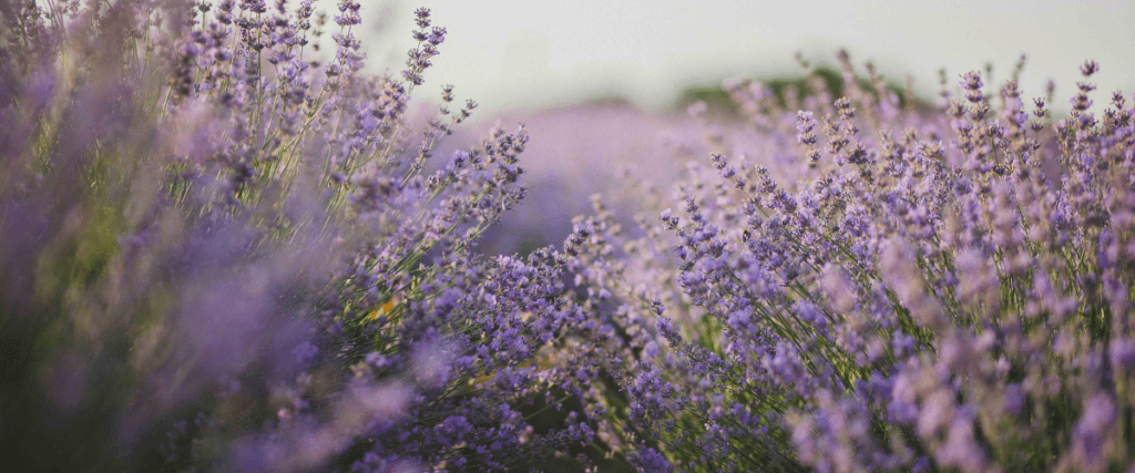 edible flowers - lavender