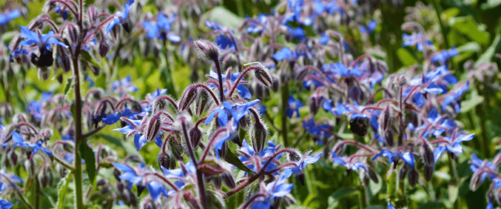 edible flowers - borage