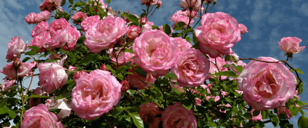 edible flowers - rose