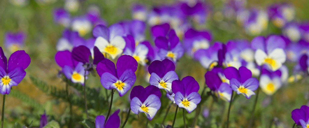 edible flowers - violets