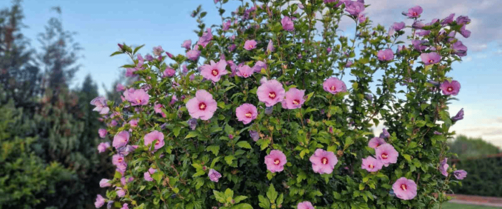 edible flowers - hibiscus