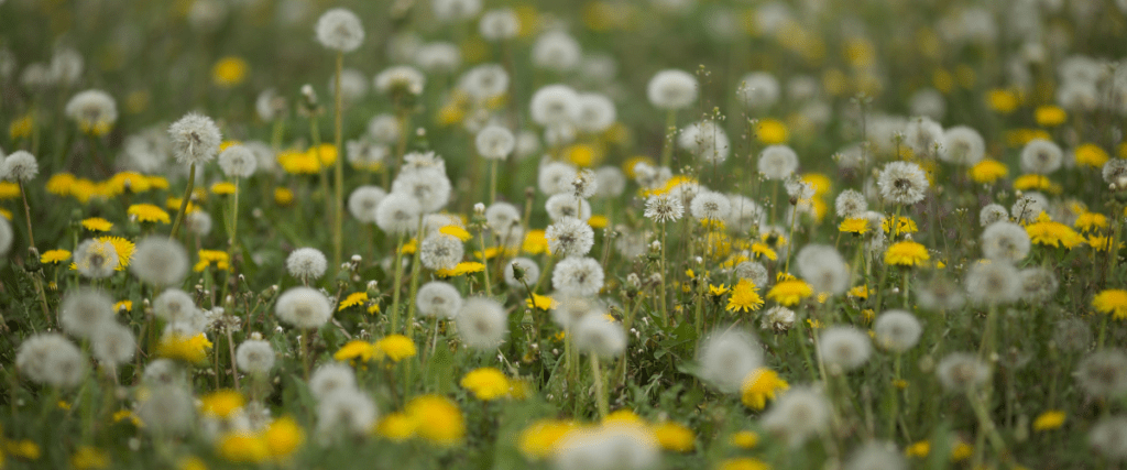 edible flowers - dandelions