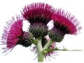 Thistles Market Garden