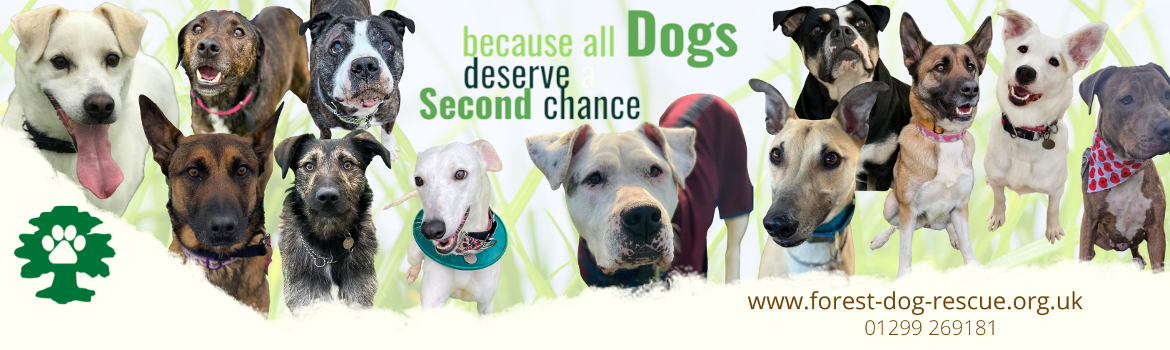 Second chance animal rescue 2024 dogs